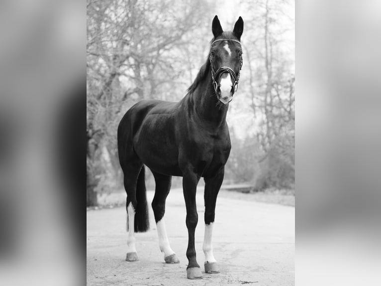 Oldenbourg Jument 14 Ans 168 cm Bai brun in Oberwart