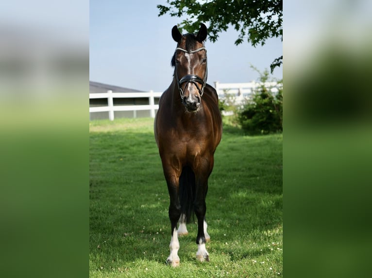 Oldenbourg Jument 14 Ans 168 cm Bai brun in Duisburg