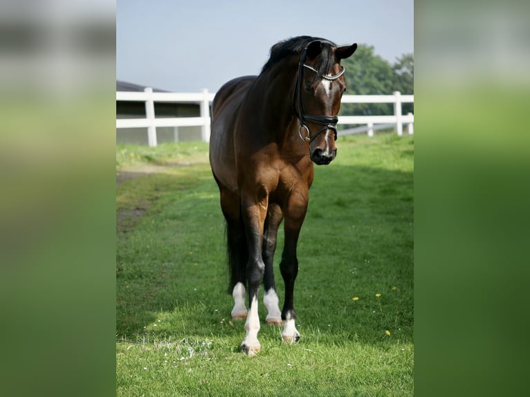 Oldenbourg Jument 14 Ans 168 cm Bai brun in Duisburg