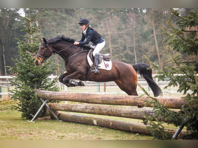 Oldenbourg Jument 14 Ans 168 cm Bai in Verden (Aller)