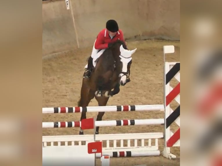 Oldenbourg Jument 14 Ans 168 cm Bai in Bramsche