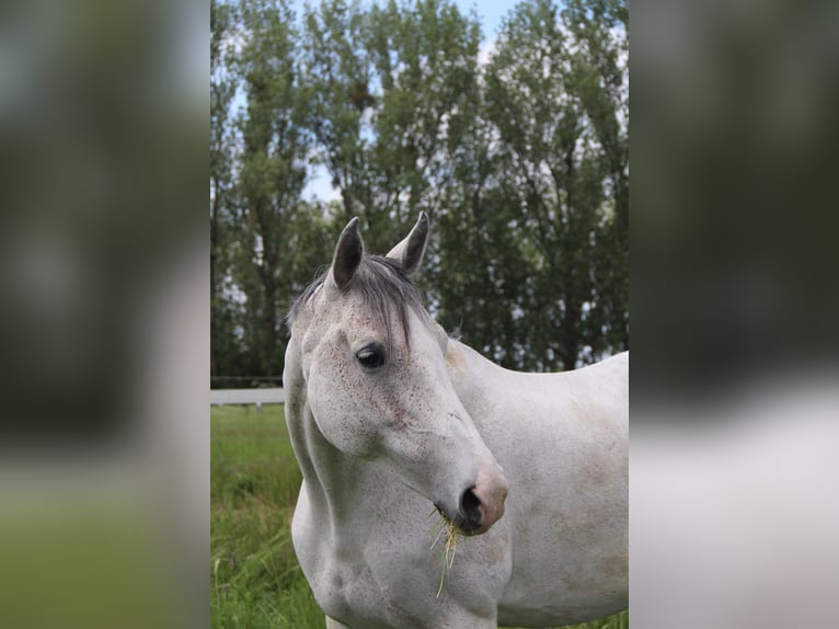 Oldenbourg Jument 14 Ans 168 cm Gris in Schönwalde