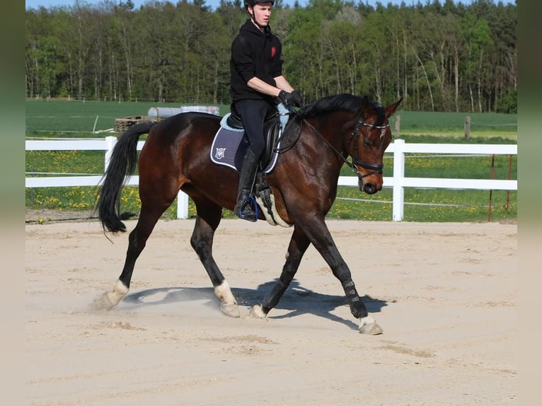 Oldenbourg Jument 14 Ans 169 cm Bai brun in Zittau