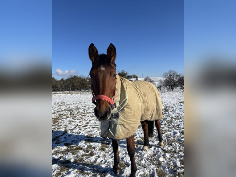 Oldenbourg Jument 14 Ans 169 cm Bai in Dettighofen