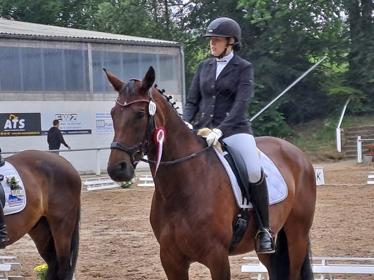 Oldenbourg Jument 14 Ans 169 cm Bai in Westerkappeln