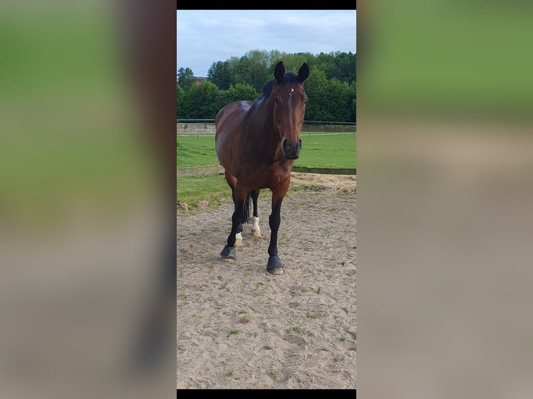 Oldenbourg Jument 14 Ans 169 cm Bai in Westerkappeln