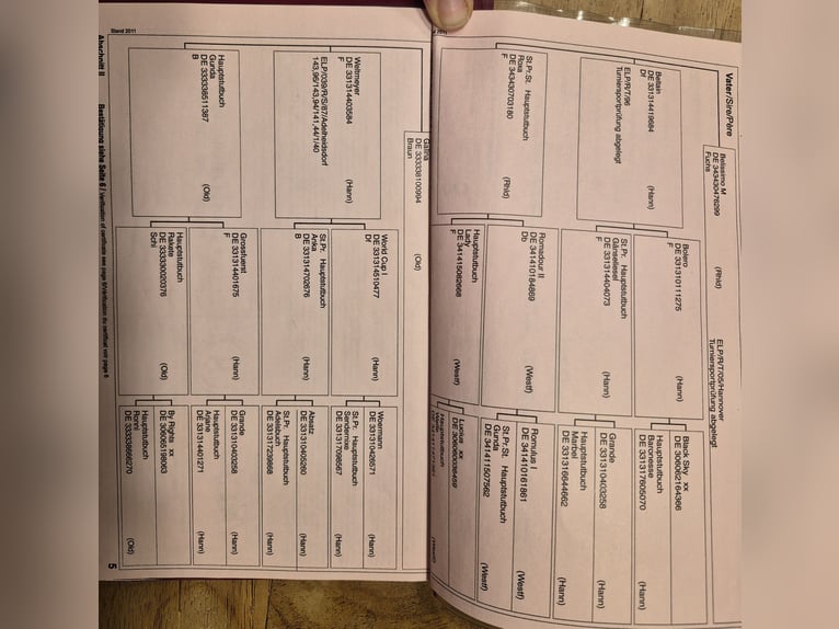 Oldenbourg Jument 14 Ans 169 cm Bai in Westerkappeln
