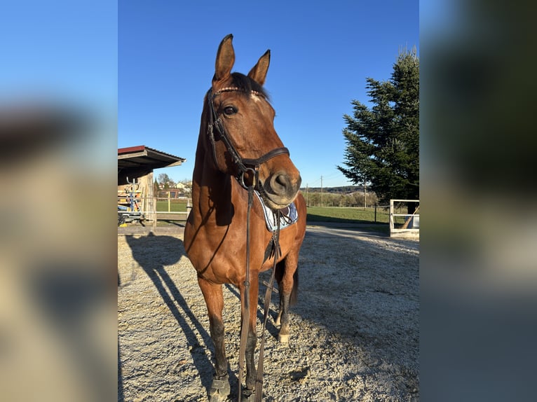 Oldenbourg Jument 14 Ans 170 cm Bai in Dettighofen