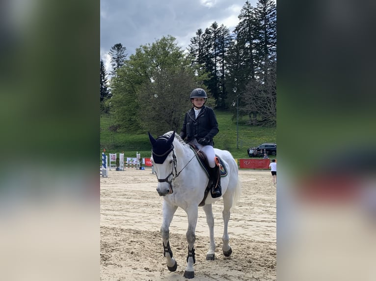 Oldenbourg Jument 14 Ans 170 cm Gris in Porrentruy