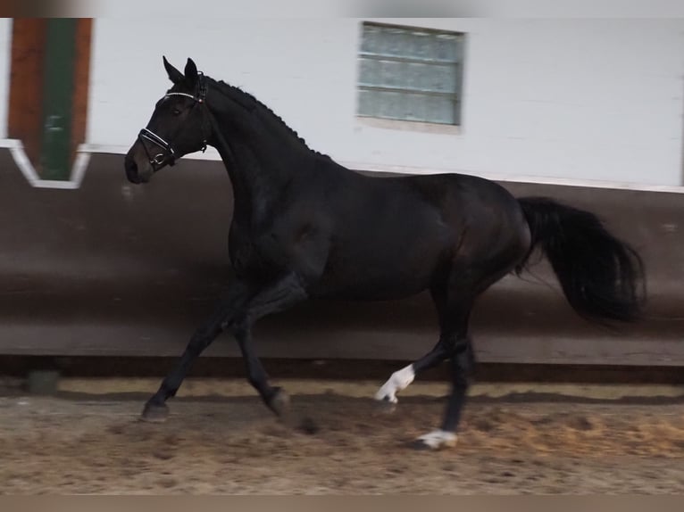 Oldenbourg Jument 14 Ans 171 cm Bai brun foncé in Bramsche