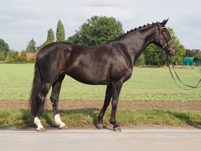 Oldenbourg Jument 14 Ans 171 cm Bai brun foncé in Bramsche