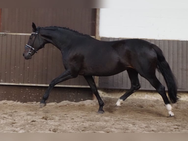 Oldenbourg Jument 14 Ans 171 cm Bai brun foncé in Bramsche