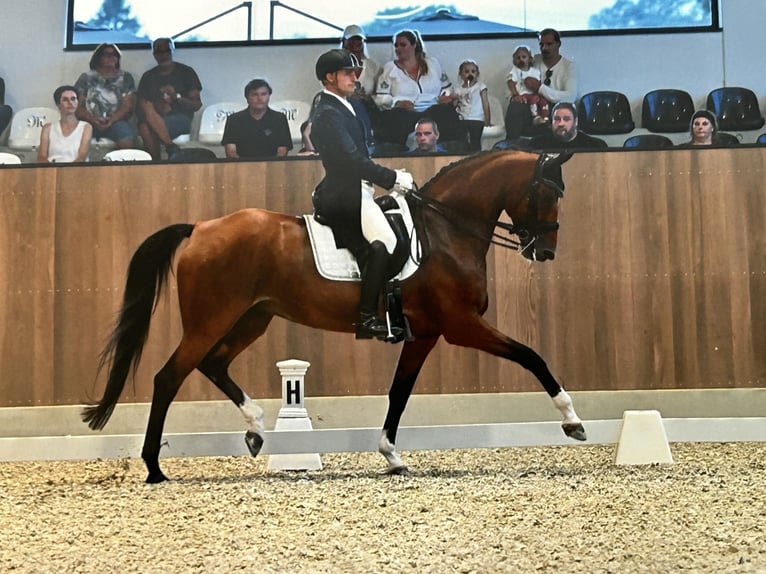 Oldenbourg Jument 14 Ans 172 cm Bai in Stegersbach