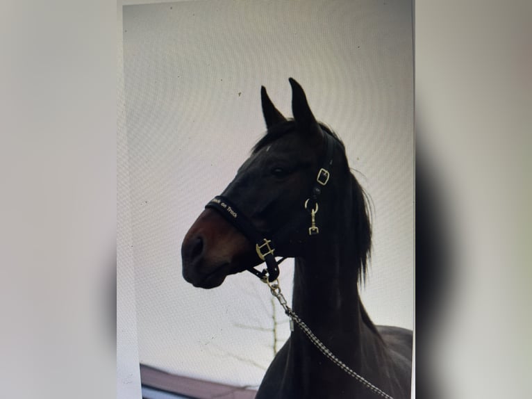 Oldenbourg Jument 14 Ans 173 cm Bai brun in Blunk