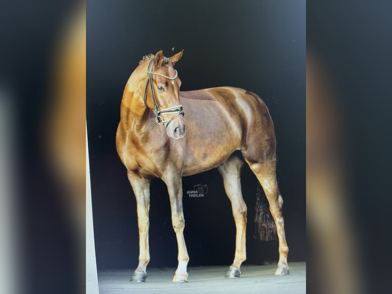 Oldenbourg Jument 14 Ans 173 cm Bai brun in Blunk