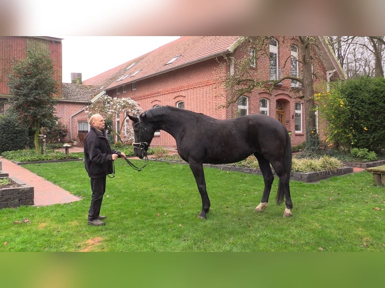 Oldenbourg Jument 14 Ans 173 cm Noir in Cloppenburg