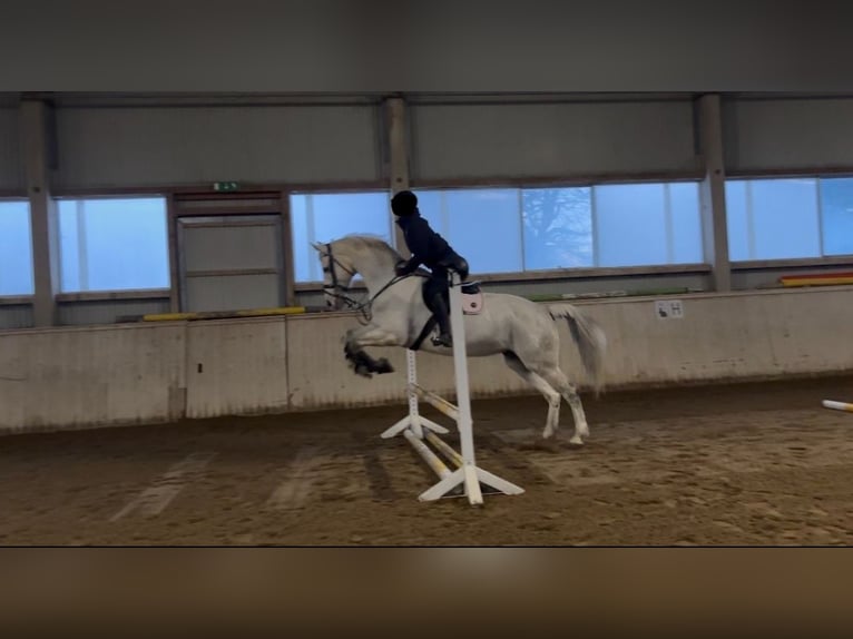 Oldenbourg Croisé Jument 14 Ans 179 cm Gris in Wien, Leopoldstadt