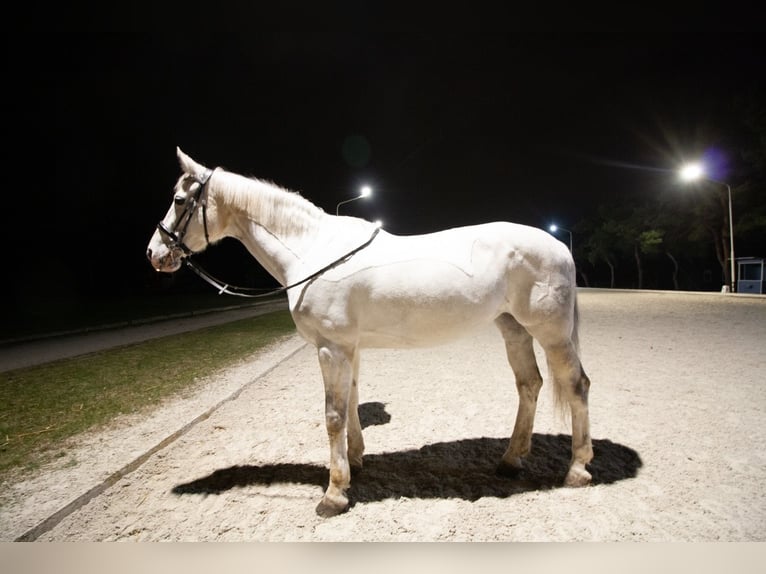 Oldenbourg Croisé Jument 14 Ans 179 cm Gris in Wien, Leopoldstadt