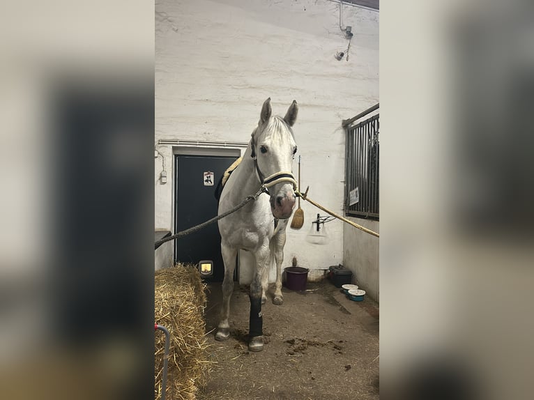 Oldenbourg Croisé Jument 14 Ans 179 cm Gris in Wien, Leopoldstadt