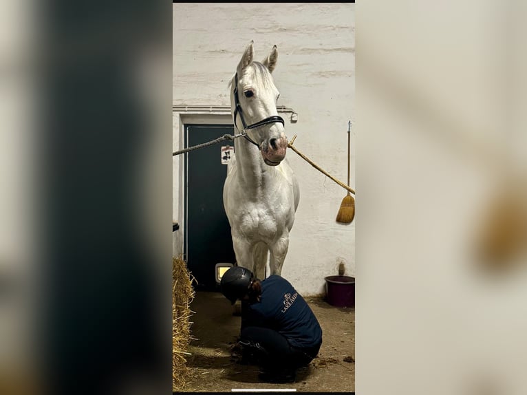 Oldenbourg Croisé Jument 14 Ans 179 cm Gris in Wien, Leopoldstadt