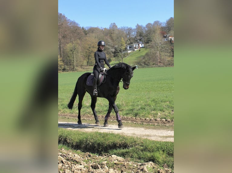 Oldenbourg Jument 14 Ans 180 cm Bai brun foncé in Leverkusen