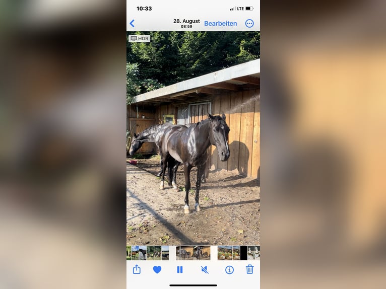 Oldenbourg Jument 15 Ans 150 cm Noir in Werlte