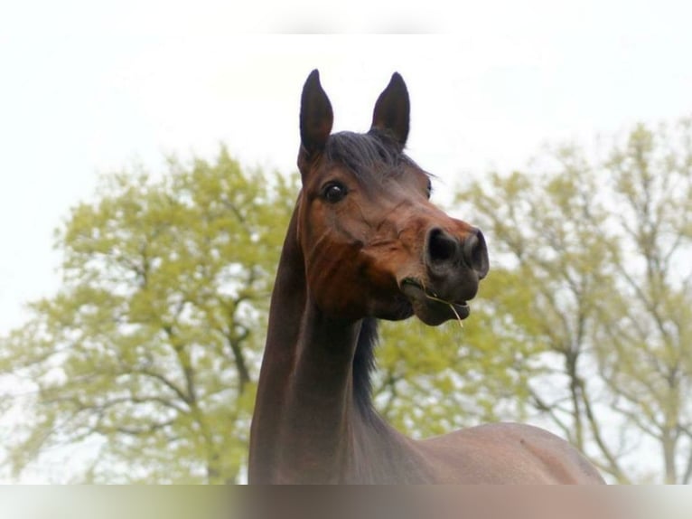 Oldenbourg Jument 15 Ans 160 cm Bai in Rastede