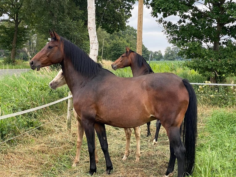 Oldenbourg Jument 15 Ans 160 cm Bai in Rastede