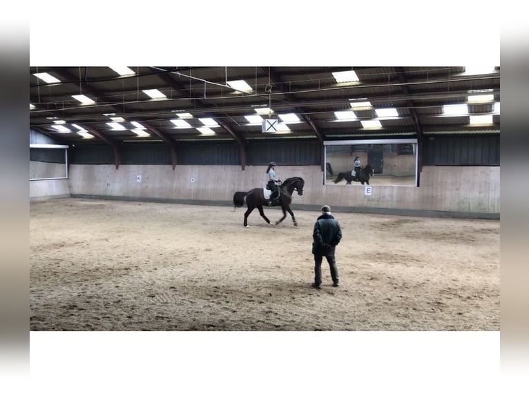 Oldenbourg Jument 15 Ans 162 cm Alezan brûlé in Hamdorf
