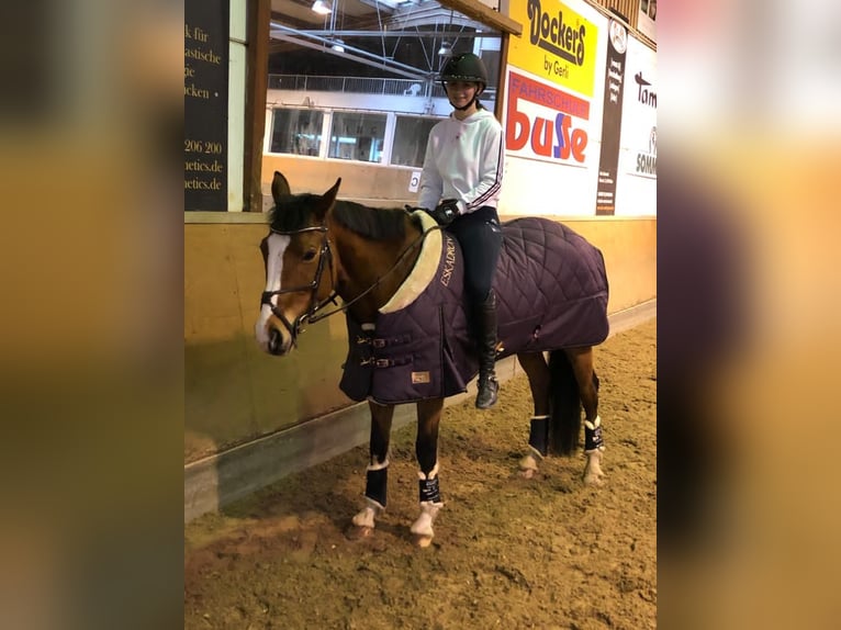 Oldenbourg Jument 15 Ans 162 cm Bai in Pirmasens