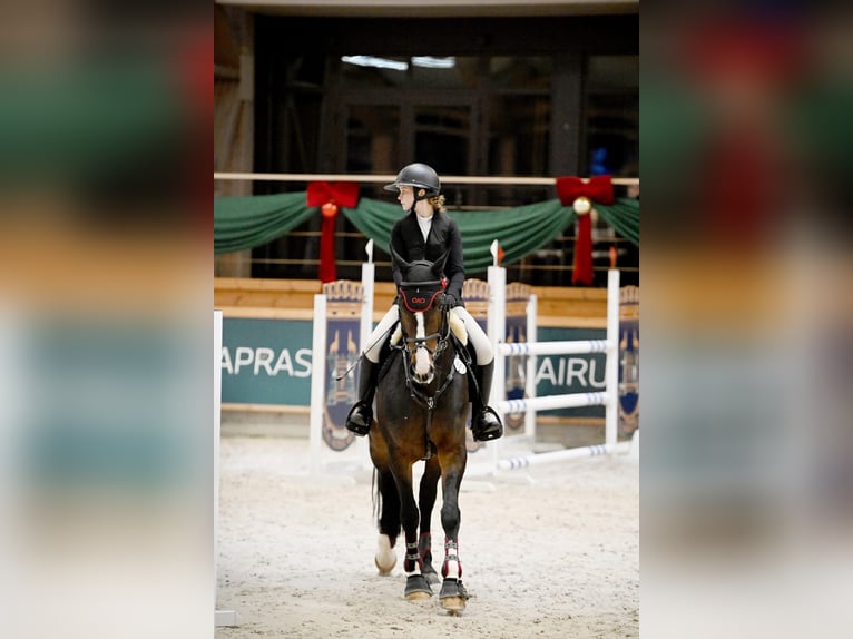 Oldenbourg Jument 15 Ans 163 cm Bai brun in Krokowo