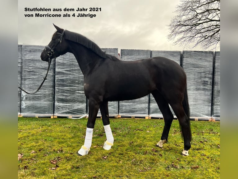 Oldenbourg Jument 15 Ans 163 cm Bai in Molbergen