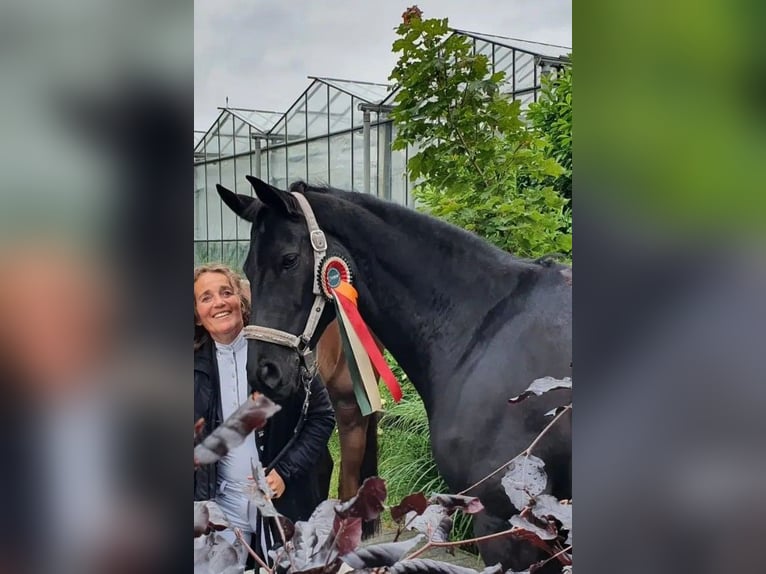 Oldenbourg Jument 15 Ans 163 cm Noir in Nootdorp