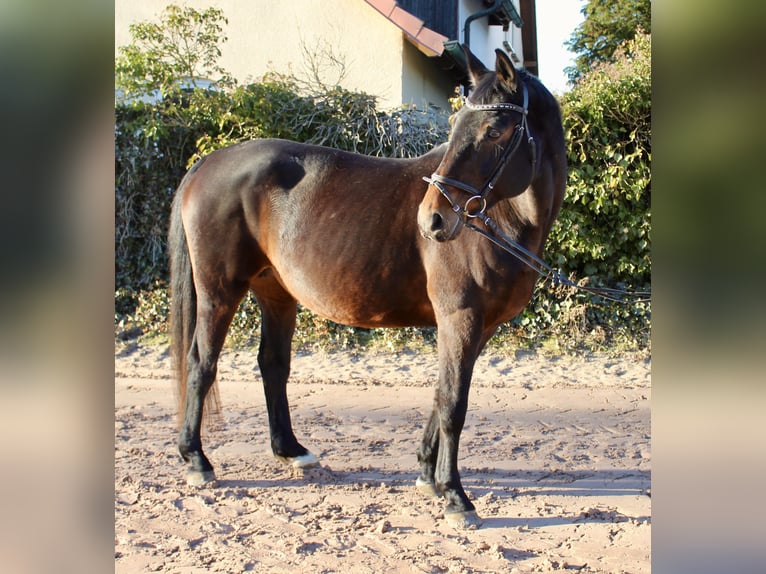 Oldenbourg Jument 15 Ans 164 cm Bai brun in Sonnefeld