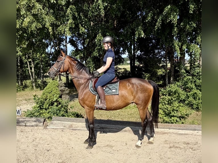 Oldenbourg Jument 15 Ans 164 cm Bai in Pelmberg