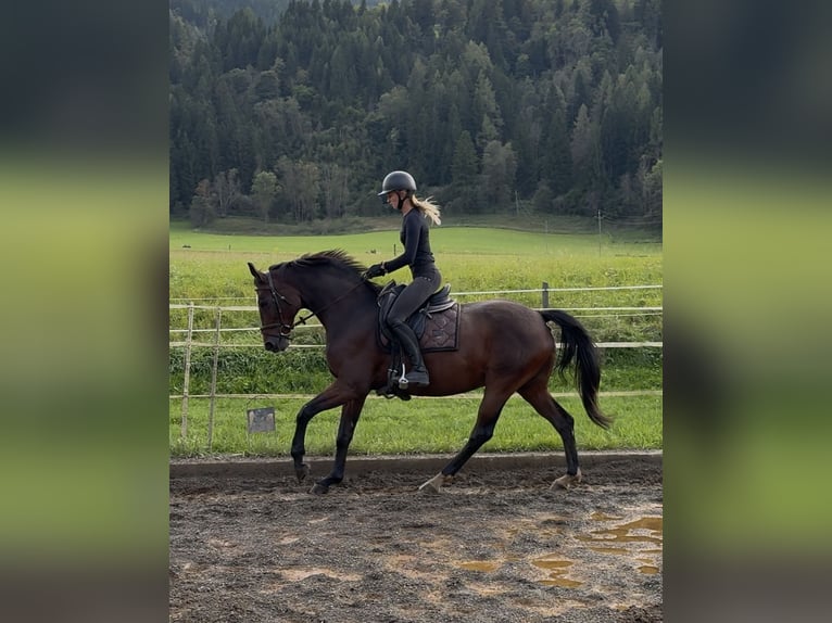 Oldenbourg Jument 15 Ans 164 cm Bai in Sankt Peter am Kammersberg