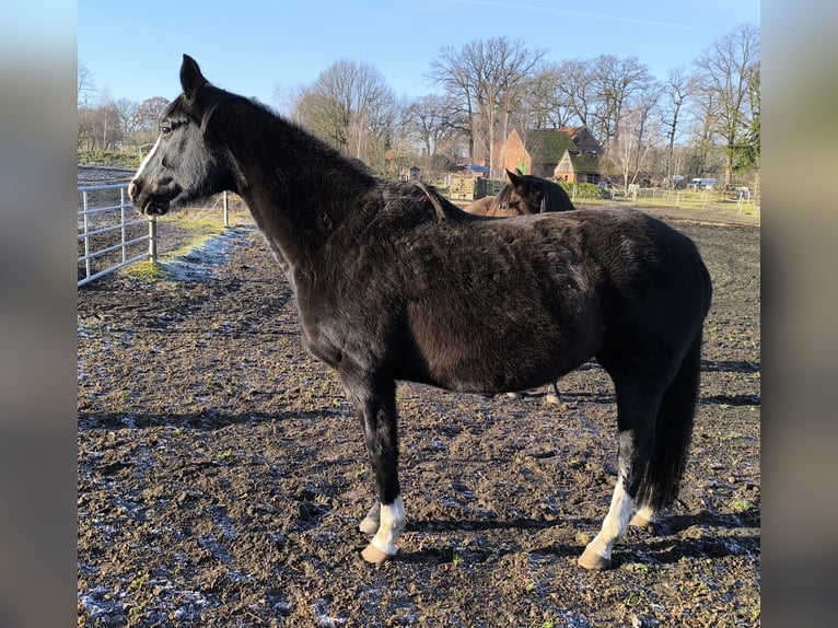 Oldenbourg Jument 15 Ans 164 cm Noir in Rehden
