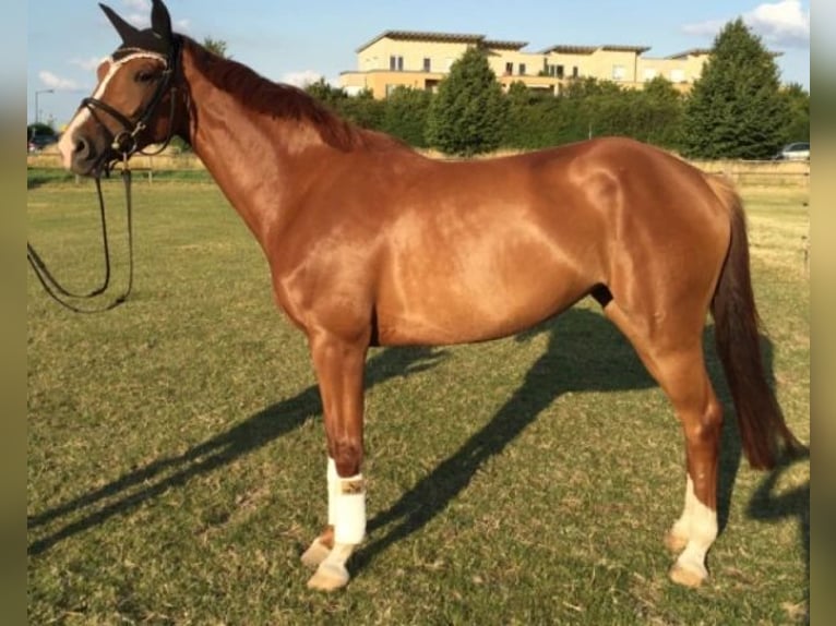 Oldenbourg Jument 15 Ans 165 cm Alezan in Saterland