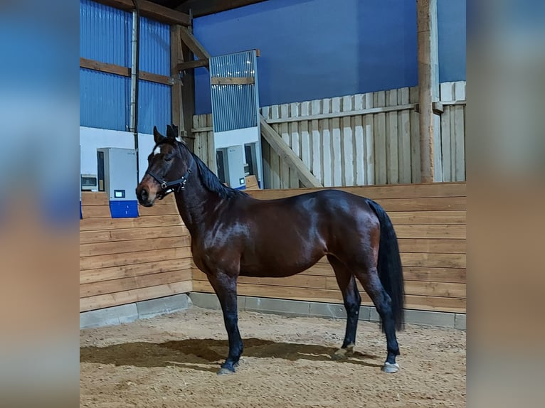 Oldenbourg Jument 15 Ans 165 cm Bai in Warin