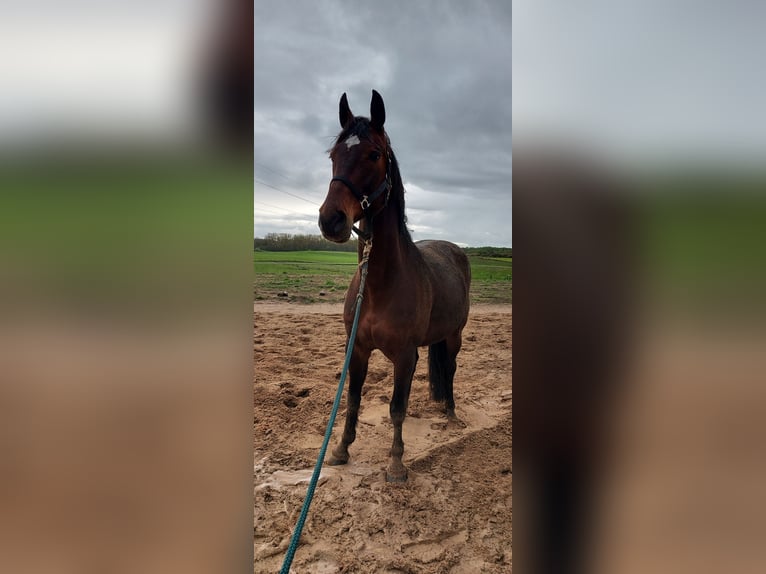 Oldenbourg Jument 15 Ans 165 cm Bai in Warin