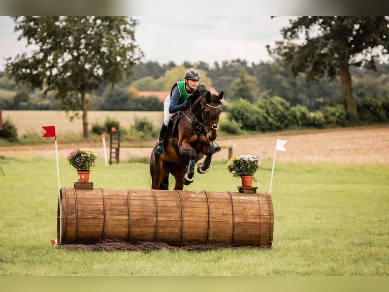 Oldenbourg Jument 15 Ans 166 cm Bai brun in Ostbevern