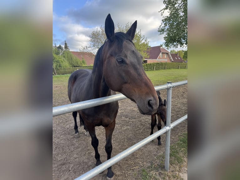 Oldenbourg Jument 15 Ans 166 cm Bai brun foncé in Großefehn Bagband