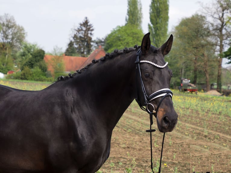 Oldenbourg Jument 15 Ans 166 cm Noir in Bramsche