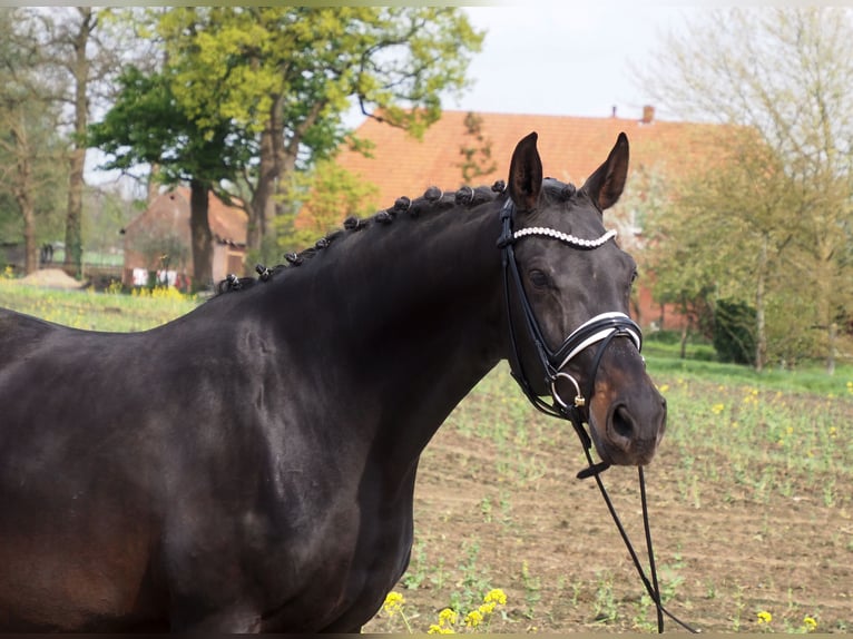 Oldenbourg Jument 15 Ans 166 cm Noir in Bramsche