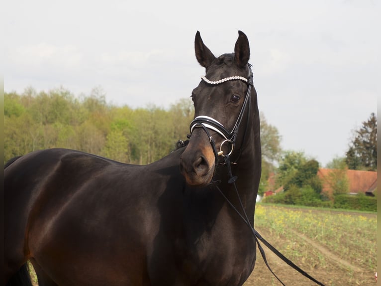 Oldenbourg Jument 15 Ans 166 cm Noir in Bramsche