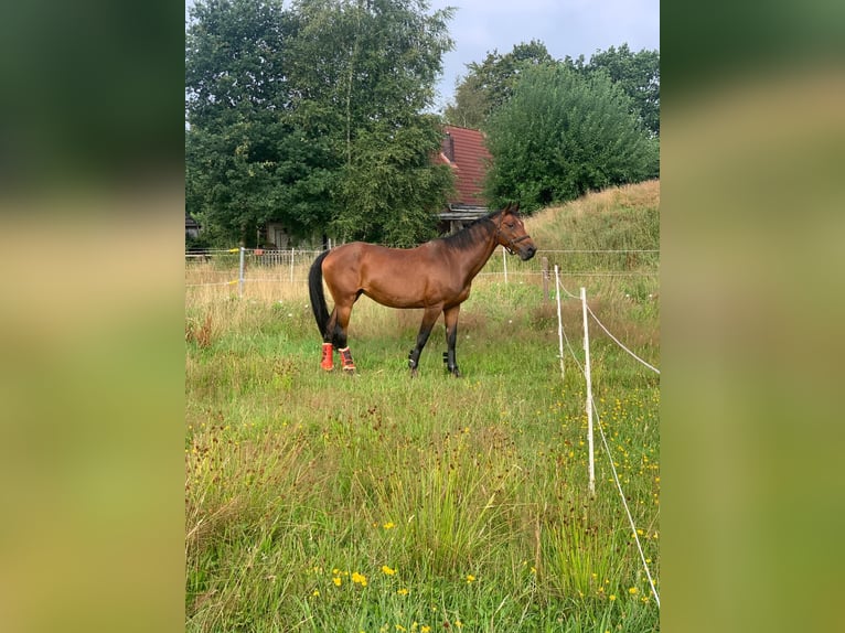 Oldenbourg Jument 15 Ans 167 cm Bai in Aurich