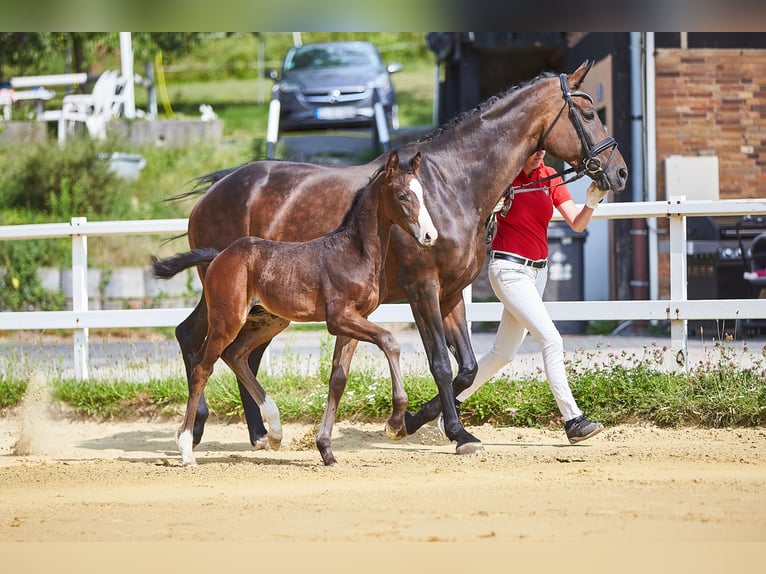 Oldenbourg Jument 15 Ans 168 cm Bai brun in Siegen