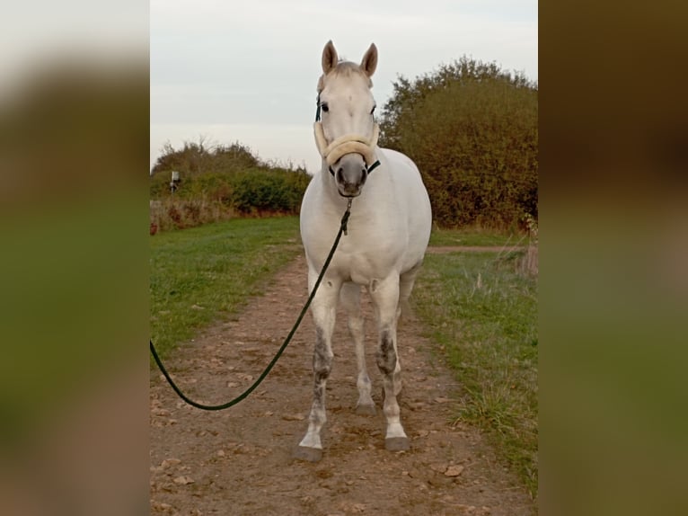 Oldenbourg Jument 15 Ans 169 cm Gris in Börgerende-Rethwisch