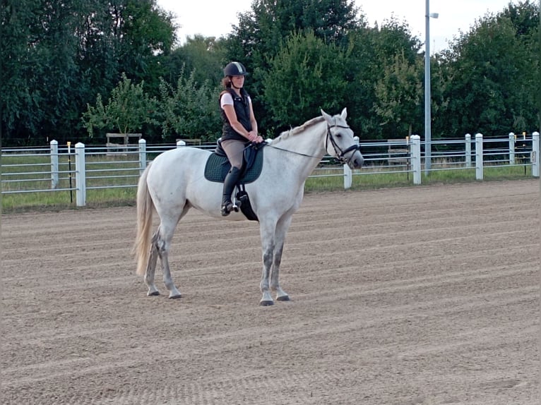 Oldenbourg Jument 15 Ans 169 cm Gris in Börgerende-Rethwisch