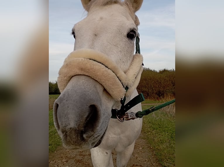 Oldenbourg Jument 15 Ans 169 cm Gris in Börgerende-Rethwisch